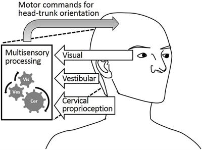Contribution of Cervical Proprioception, Vision, and Vestibular Feedback on Reducing Dynamic Head–Trunk Orientation Error in the Yaw Direction